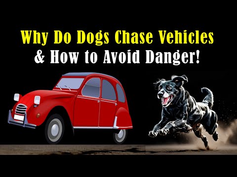 Why Do Dogs Chase Cars and Bikes and How to Stay Protected