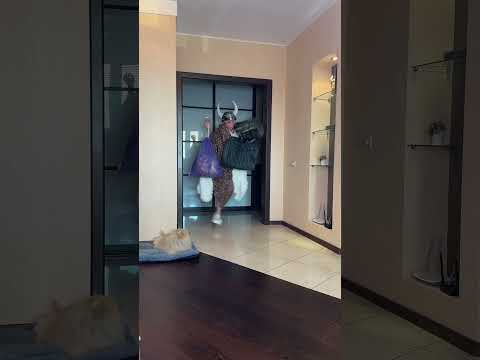 СОБАКА В ПОЛНОМ ШОКЕ ОТ МОДЫ!😱