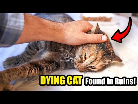 I Found a Dying Stray Cat in Ruins… What the Vet Discovered Was Shocking! - Lucky Paws