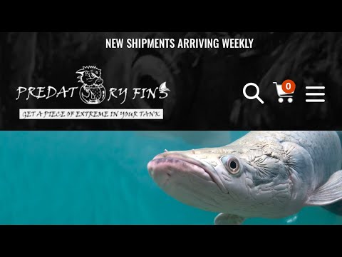 Predatory Fins is live!