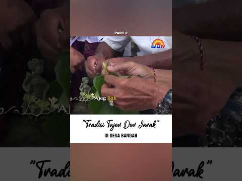 TRADISI TAJEN DON JARAK PART 2