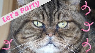 Party Animals of the Jersey Shore... Episode 1: Let's Party