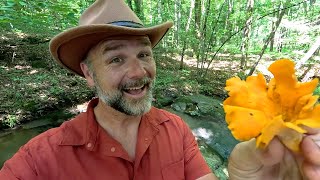 How to Forage Wild Mushrooms! 🍄