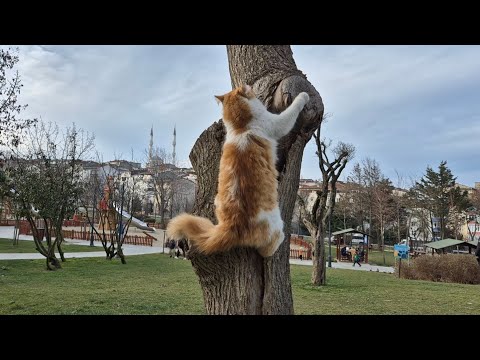 Crazy cat prefers the top of the tree to sleep