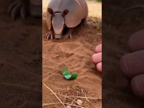 Mother Armadillo Approaches During Pup Plastic Ring Rescue