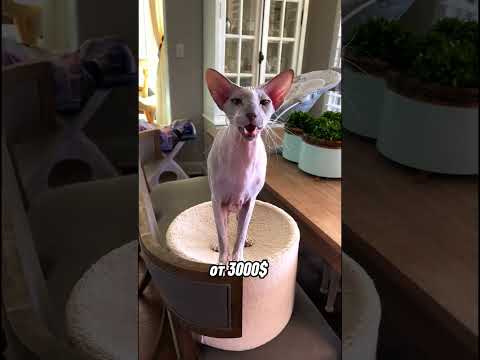 топ 4 самых дорогих кошек на планете