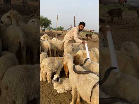 Bhehroon men naag