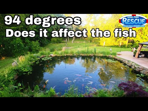 How are the tanks handling the hi temps ?