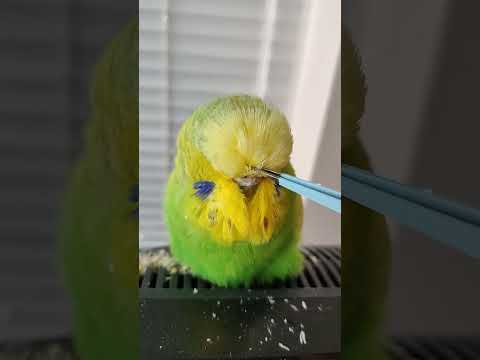 Pinfeathers -front