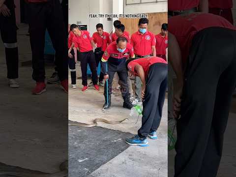 ตรงอย่างเดียว🐍🫙 #ห้ามทำตาม #งูเห่า #cobra #งู #อสรพิษ #กลัวงู #ภิญโญคนจับงู #มือปราบอสรพิษ #snake