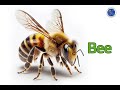 Animal Identification Quiz