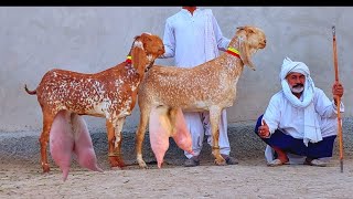 مکھی چینی گبن تیار بکریاں خریدیں جلدی رابطہ کریں صرف ریاض بسم الله گوٹ فارم پر ڈیرہ غازی خان 