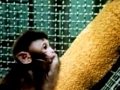 Infant Monkeys' Attachment and Comfort