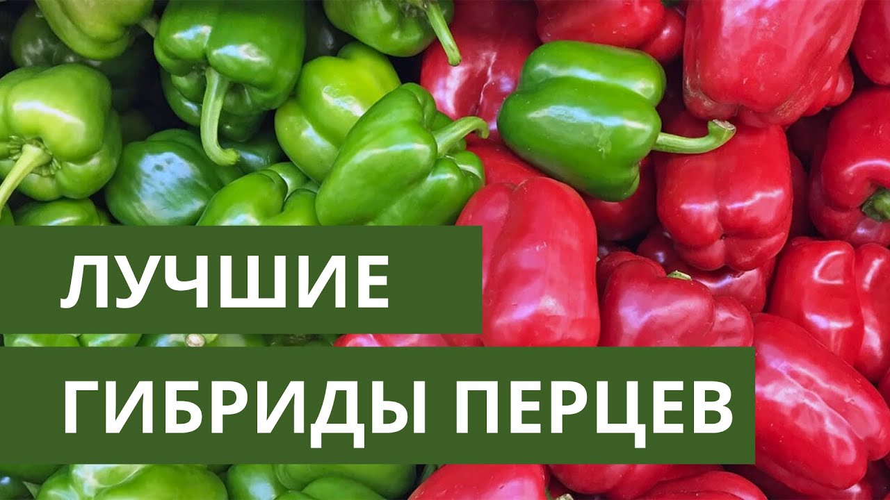 Эти перцы я точно посажу еще раз!