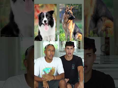 LUKE VAI DAR UM CHIHUAHUA PRO ALEC!!!
