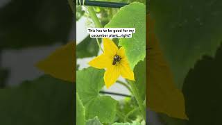 This has to be good for my cucumber plant…right?!