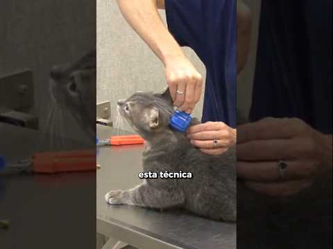 Clipnosis, La Técnica Para Inmovilizar A Un Gato