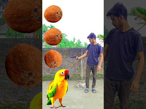 Rounding coconut to Duck, Peacock, Pigeon & Parrot - Birds names magic video