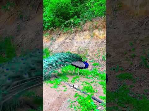 Why do peacocks display their plumage?#fyp #animals #fun#cute