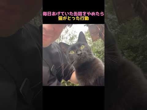 猫を無視してはいけない理由