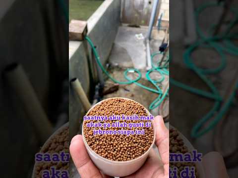 Bocil ini berulah lagi #comedy #ikan #leleorganik #makanansendiri #fishing #mancing #makanbuah