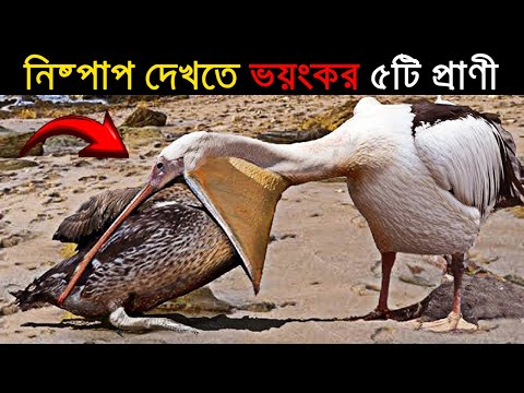 দেখতে নিষ্পাপ কিন্তু ভয়ংকর ৫টি প্রাণী | Cute looking Animals That Are Actually Deadly