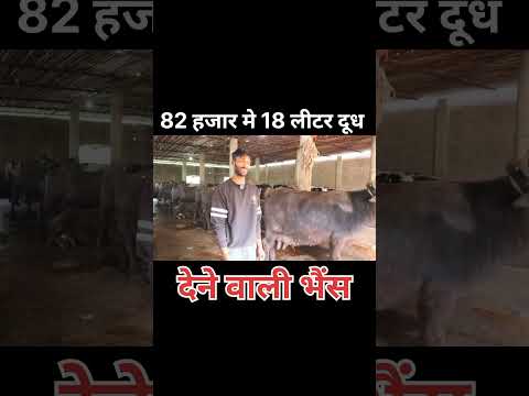 82 हजार मे 18 लीटर दूध देने वाली भैंस #cow #baffalo #dairyfarmer #bull #murraha #buffelo #hf #farm