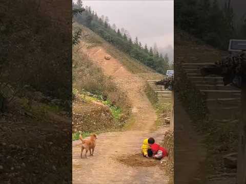 A Brave Dog Saves a Family on a Village Slope ?โ?์๊ณจ ๊ฒฝ์ฌ๊ธธ์์ ๊ฐ์์ง๊ฐ ๊ฐ์กฑ์ ๊ตฌํ ์๊ฐ ?โค๏ธใๆใฎๅ้ใง็ฌใๅฎถๆใๅฎใฃใๅๆขใช็ฌ้ ?