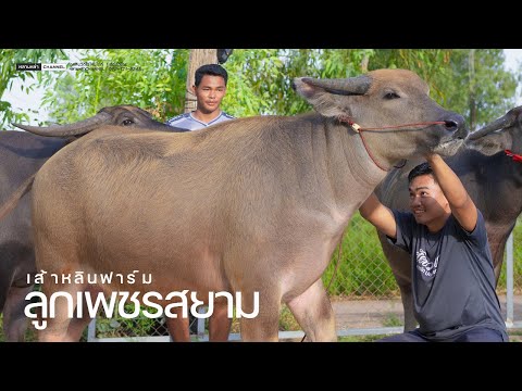 ลูกเพชรสยาม ช้างอุดร กล้วยหนองบัว เจ๊เจล เส้าหลินฟาร์ม จ.กาฬสินธุ์