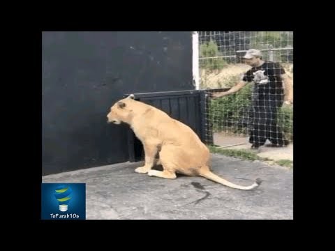 أسد لم يرى صاحبه منذ فترة . انظر ماذا وقع عندما رآه . مشهد مبكي..!!