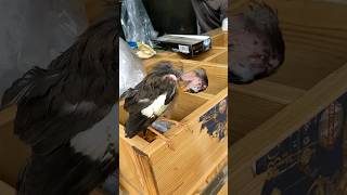 Bird child #shorts #youtube #birds #animals