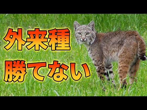 外来種を駆逐するボブキャットが最強すぎる！！【解説動画】