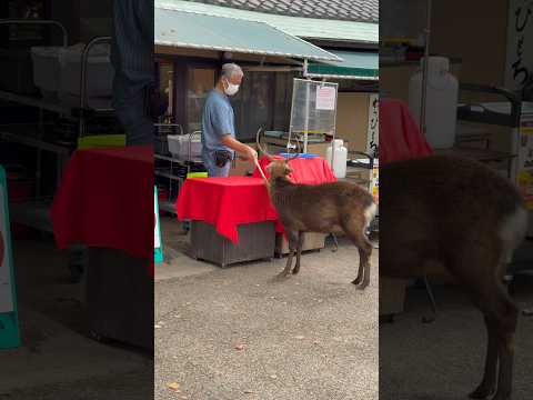 かゆいシカを助ける男性😂観光客びっくり｜日本のかわいい奈良公園のシカ🦌✨