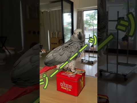 【品位崩壊インコ】亡き夫のしつけが下品#インコのいる暮らし #ヨウム#ペット