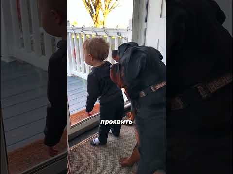 топ 3 самых опасных собак