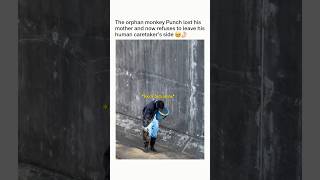 Orphan Monkey refuses leaving his human caretaker