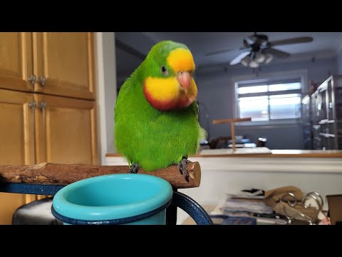 Talking & Singing Parrot! Malibu’s Funniest Moments