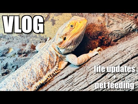 Life Updates and Pet Feeding | February 2025 Vlog