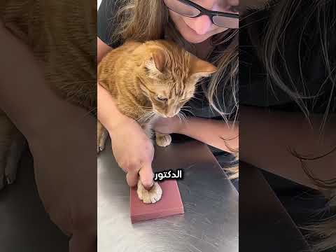 عندما يصبح الوداع ذكرى لا تُمحى! #shorts