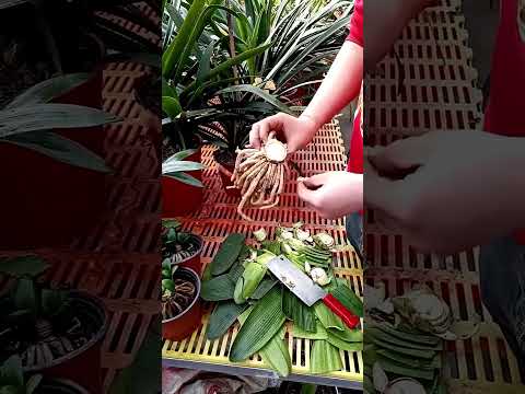 Let life be full of greenery and flowers and plants flowers and Plants Clivia Care