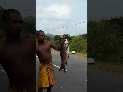 Fish sale In Best Fish Market Village