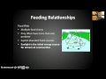 Energy Flow in Ecosystems