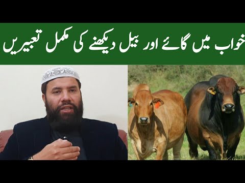 Khwab mein gaye dekhna || cow dream meaning || khwab mein bail dekhna || bull dream meaning