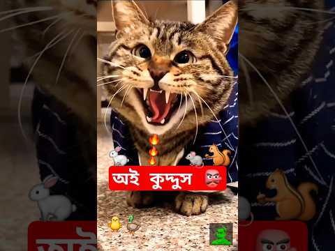 অই কুদ্দুস 👺 ll kuddus ll #shorts #shortsfeed #blogsrkr #cat