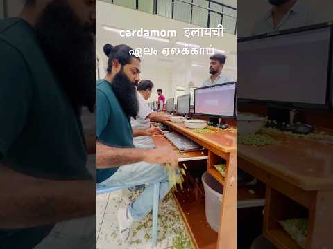 ഏലയ്ക്ക business 🤑idukki #cardamom #इलायची #music #love #mumbai #tamil #india #food #support #Delhi