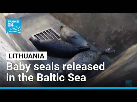 YouTube video thumbnail: In Lithuania, Baby Seals Have Been Released Into the Baltic Sea