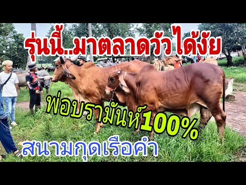 วัวงามเข้าสนาม ชาวบ้านเริ่มหาวัวเลี้ยง ราคาวัว พุธ 18 มิ.ย.68 สนามกุดเรือคำ
