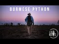 Exploring the Impact of Burmese Pythons in Florida