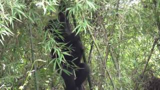 Gorillas Chillin'