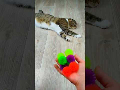 Cat Barsik Balls 🌈⭕ Reverse video #reverse #cat #marblerunandmore